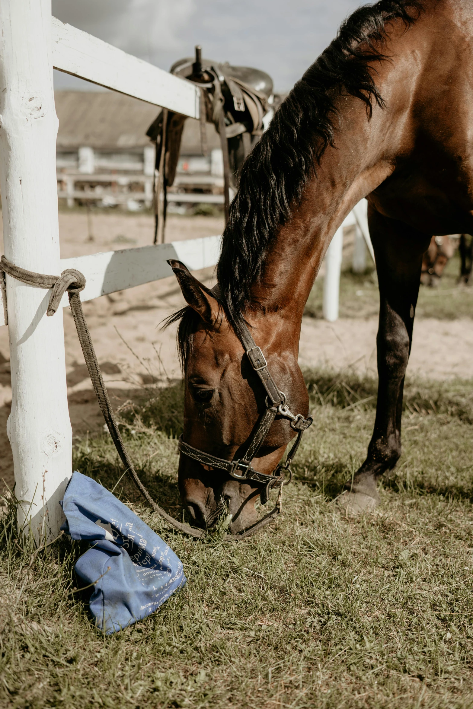 a brown horse standing next to a white fence, bags on ground, unsplash photo contest winner, drinking, blue