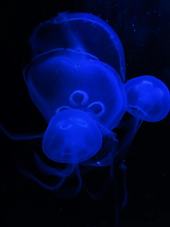 a group of jellyfish swimming under a blue light, ((blue)), blue translucent resin, looking threatening, blacklight aesthetic