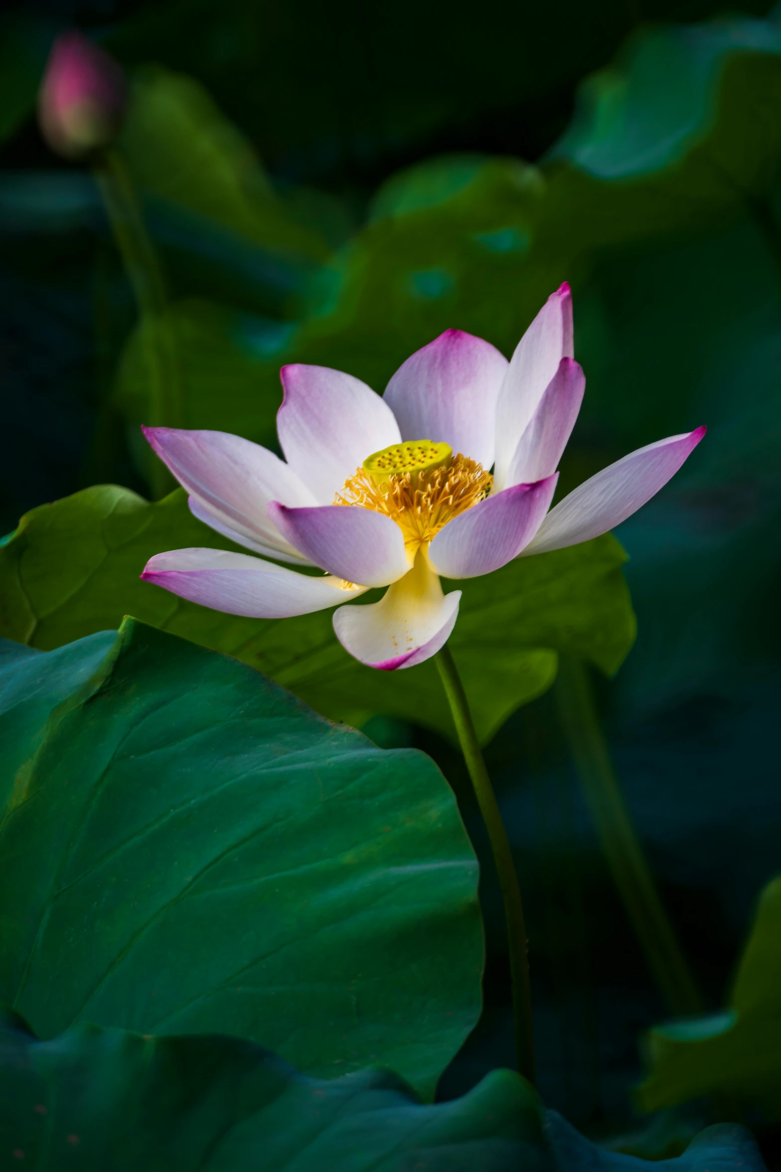 a pink flower sitting on top of green leaves, a portrait, by Reuben Tam, standing gracefully upon a lotus, paul barson, taken in the early 2020s, hou china