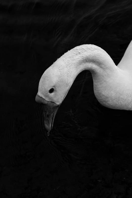 a white swan floating on top of a body of water, a black and white photo, inspired by Edward Weston, unsplash, big beak, subject= duck, white on black, flamingo