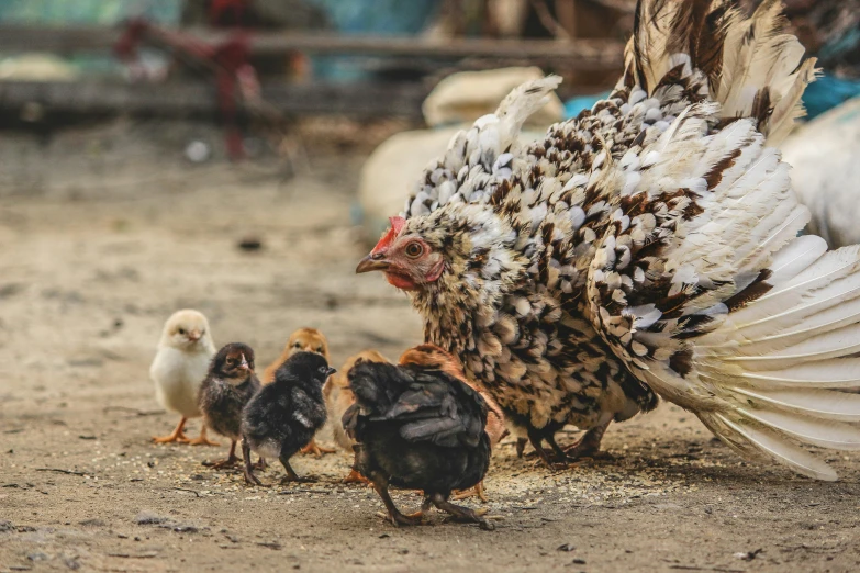 a group of chickens standing next to each other on a dirt ground, pexels contest winner, renaissance, motherly, with an intricate, old and young, white with chocolate brown spots