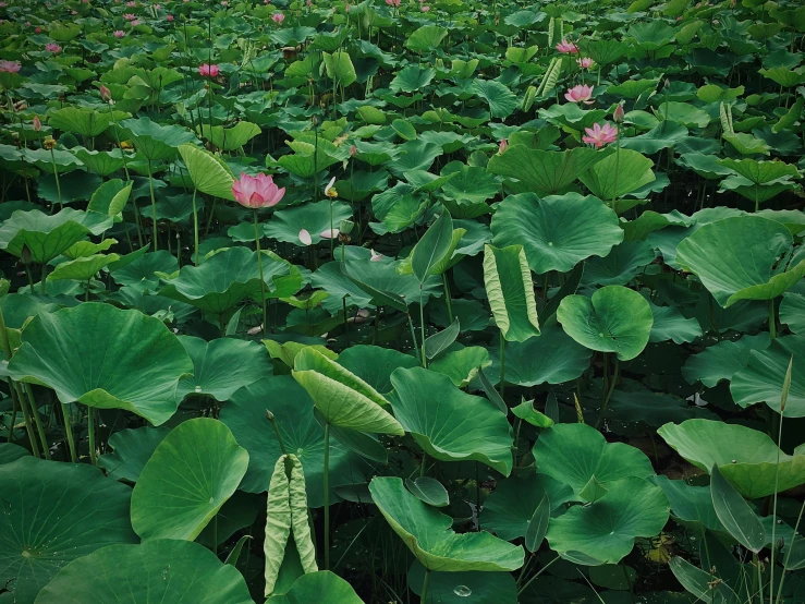 a field filled with lots of green and pink flowers, unsplash, hurufiyya, green lily pads, big leaves and stems, floating chinese lampoons, 2000s photo