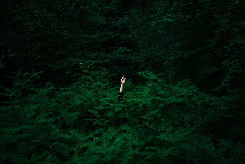 a person standing in the middle of a lush green forest, an album cover, inspired by Elsa Bleda, pexels contest winner, conceptual art, waving, high angle shot, flora borsi, hunting