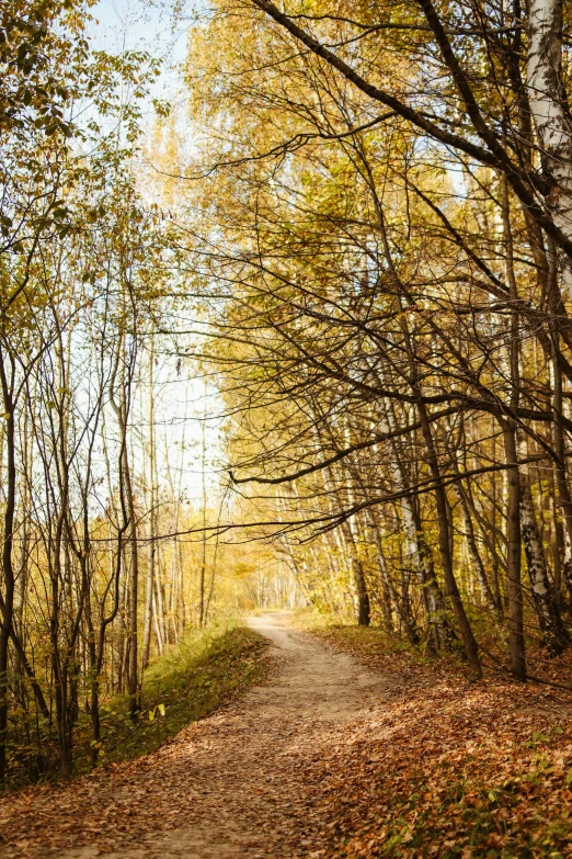 a dirt road in the middle of a forest, by Svetlin Velinov, shades of gold display naturally, hiking trail, half image