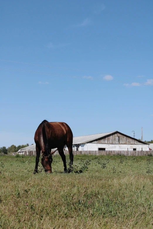 a brown horse standing on top of a lush green field, next to a red barn, far away from camera, grazing