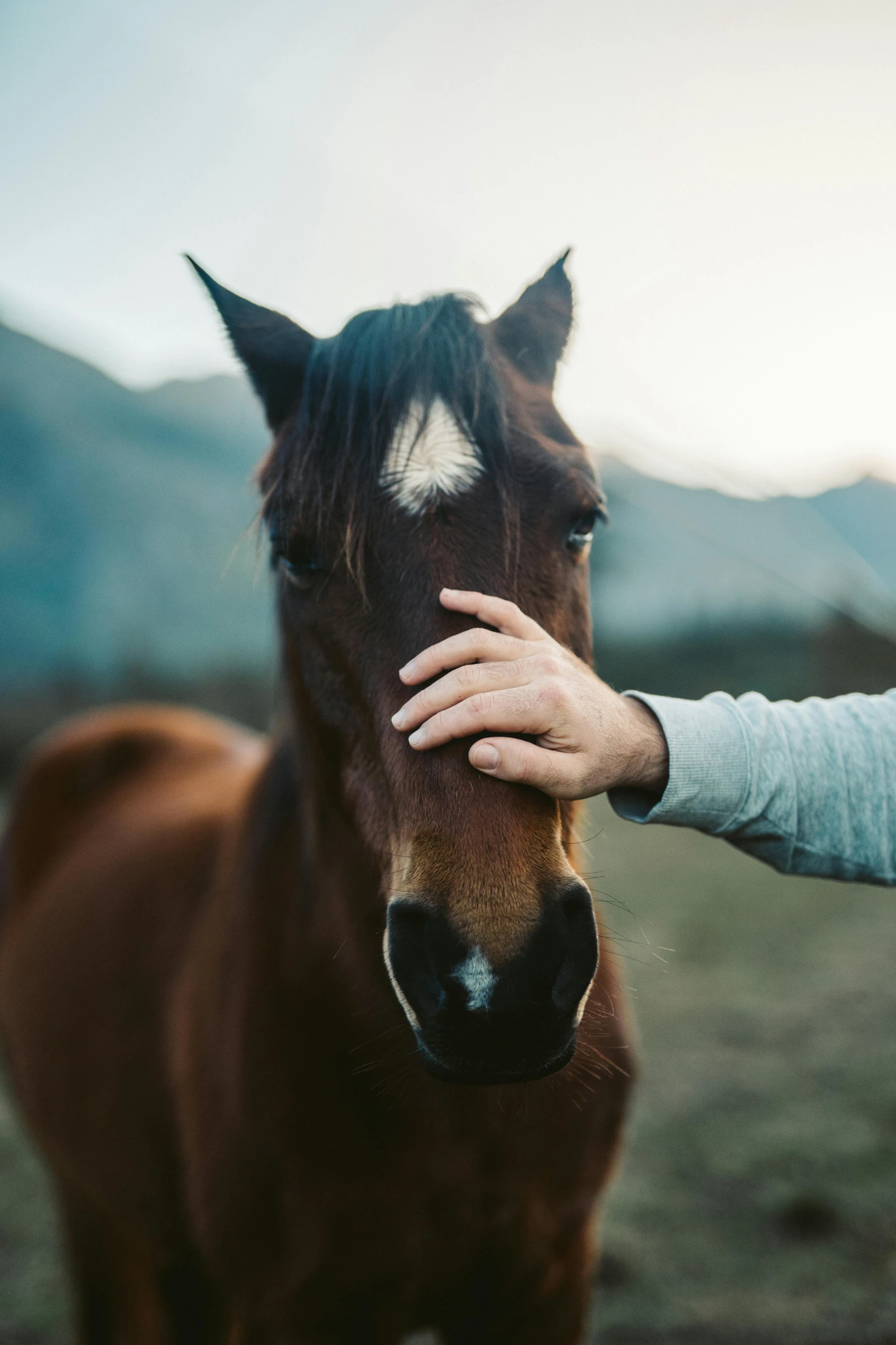 a person petting a horse in a field, mountains, sleek hands, concerned, popular on instagram