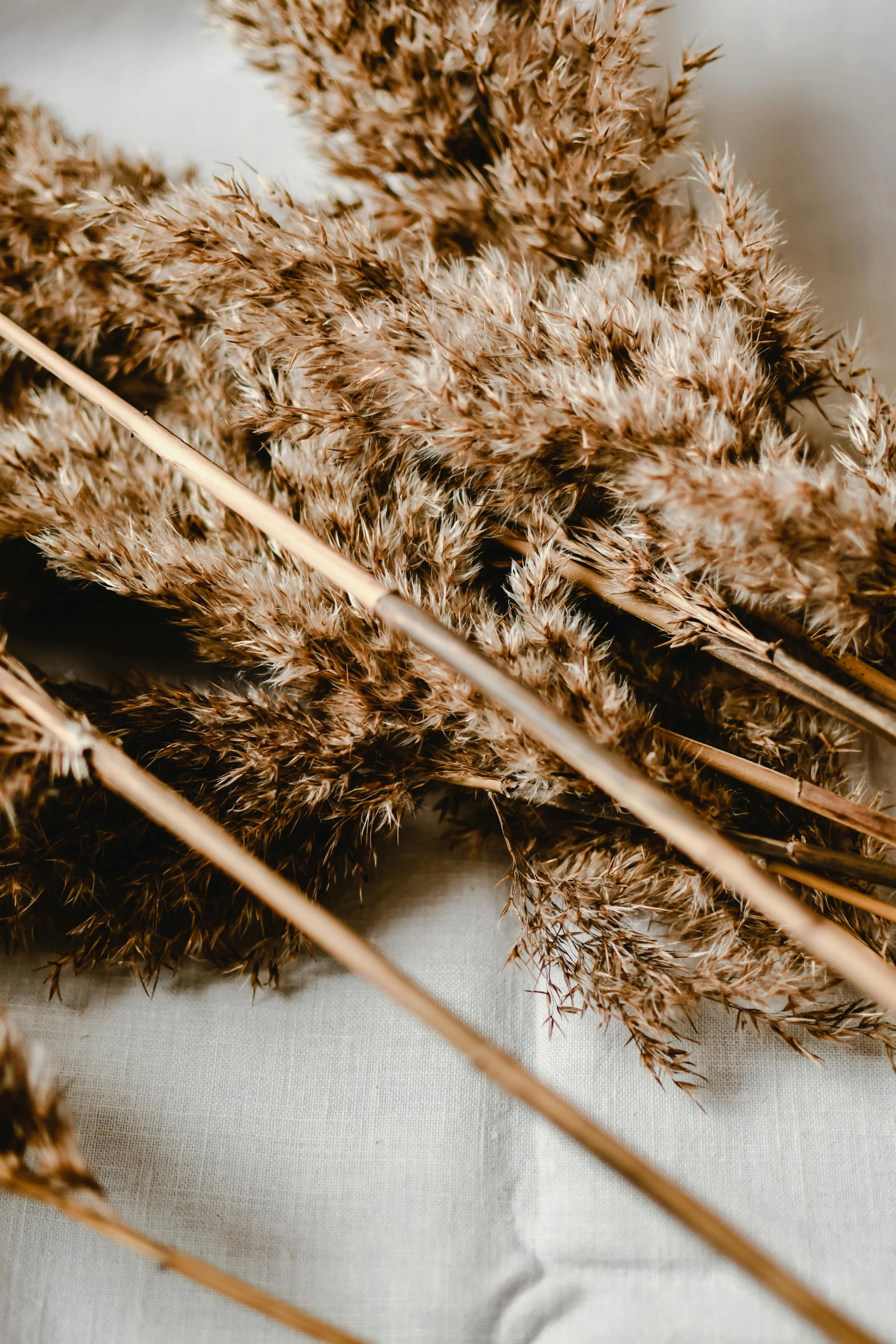 a bunch of dried grass sitting on top of a table, feathered arrows, sustainable materials, brushed, textured