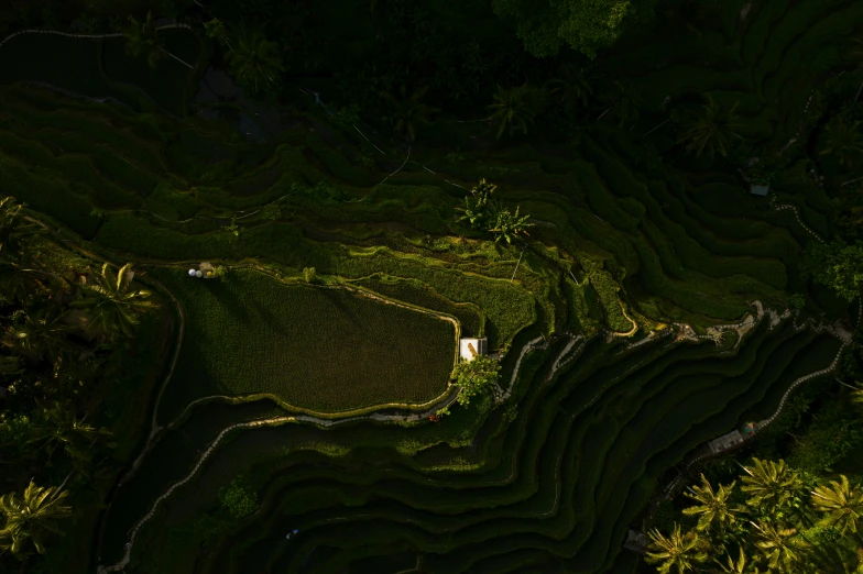 a group of people standing on top of a lush green hillside, by Tobias Stimmer, pexels contest winner, sumatraism, terraced orchards and ponds, lit from above, shadowy area, panels