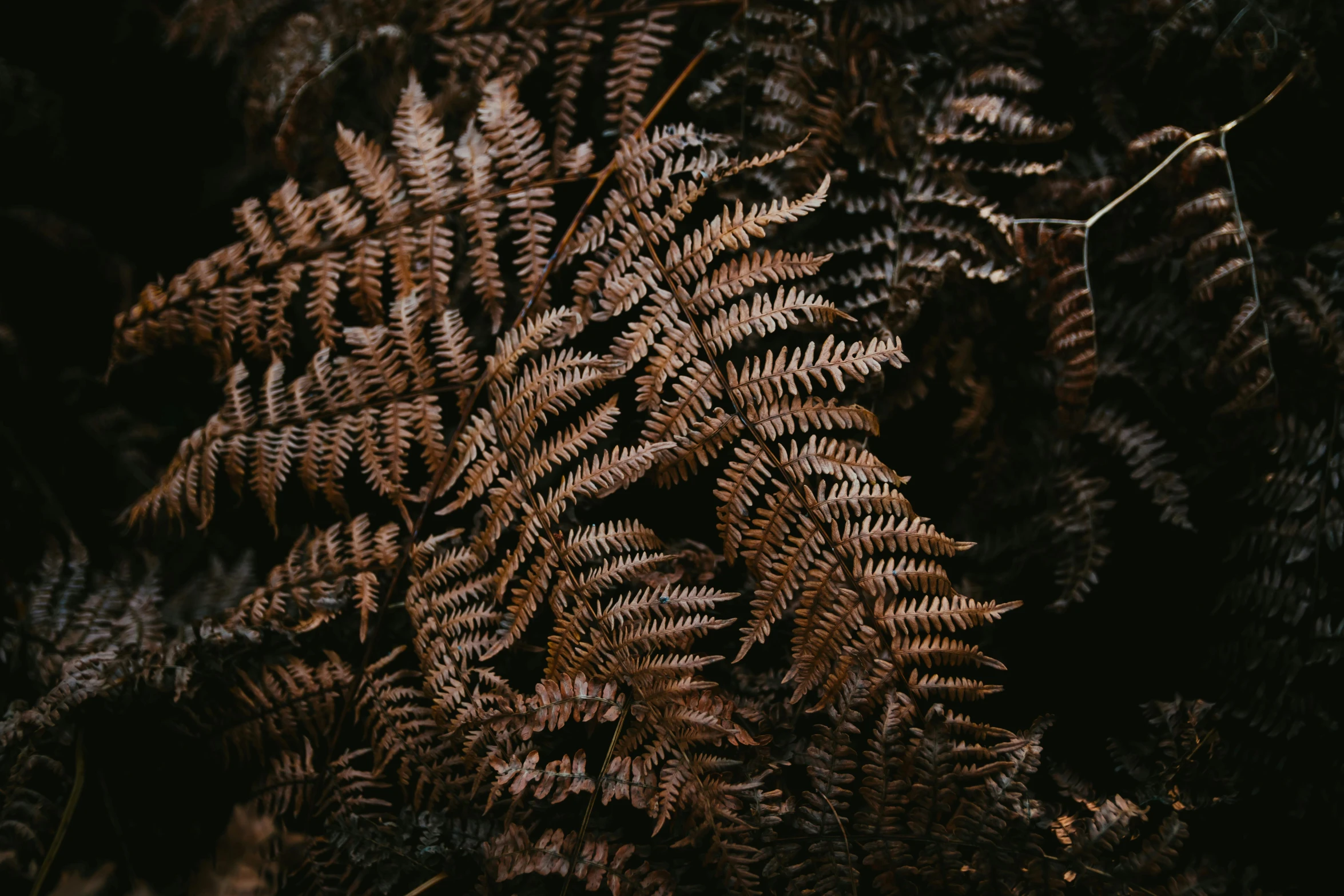 a close up of a fern plant on the ground, an album cover, by Thomas Furlong, pexels contest winner, australian tonalism, wearing a brown, hq 4k phone wallpaper, brown armor, medium format