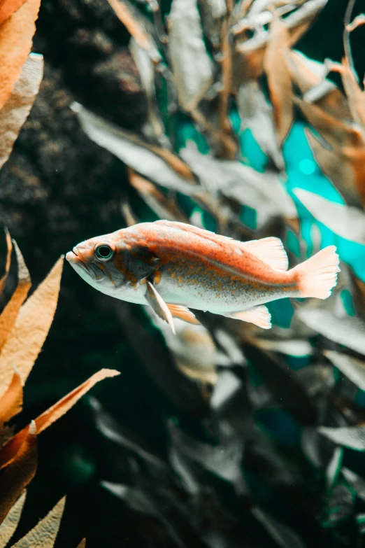 a group of fish swimming in an aquarium, by Adam Marczyński, pexels contest winner, renaissance, sustainable materials, coral red, on a canva, soft shade