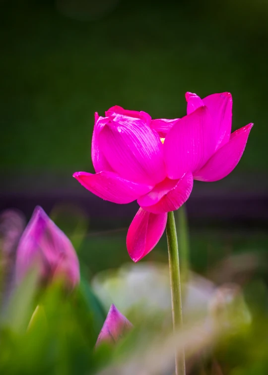 a pink flower sitting on top of a lush green field, standing on a lotus, color ( sony a 7 r iv, rich deep pink, paul barson
