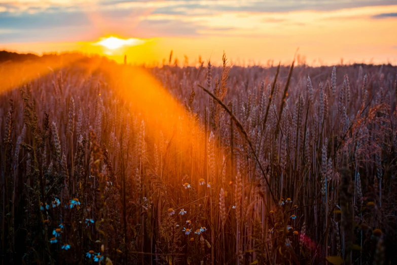 the sun is setting over a field of wheat, pexels contest winner, rays of shimmering light, prairie, fall season, blossom wheat fields