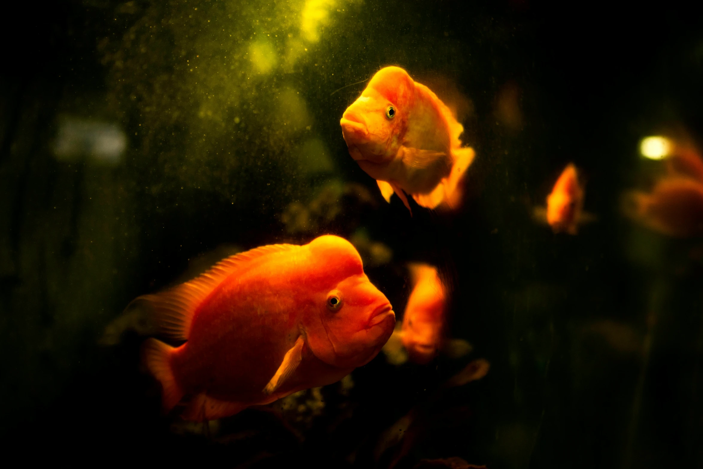 a group of fish swimming in an aquarium, an album cover, pexels, romanticism, fluffy orange skin, adult pair of twins, low - lighting, red yellow