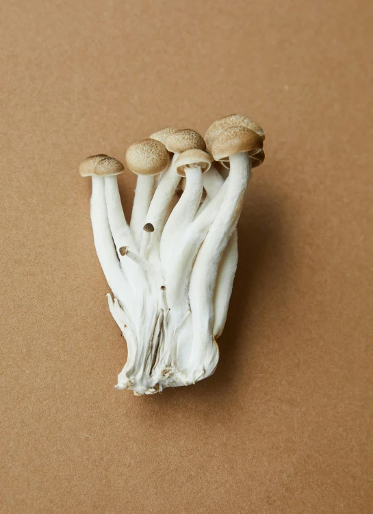 a group of mushrooms sitting on top of a brown surface, by Jessie Algie, with a long white, 5 fingers, high quality product photo, pot