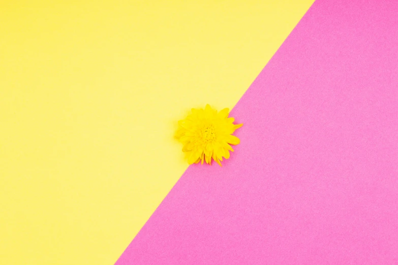 a single yellow flower on a pink and yellow background, unsplash, paper craft, multi - coloured, material design, no watermarks