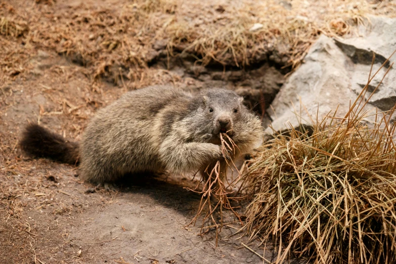 a groundhog eating grass next to a pile of rocks, a portrait, unsplash, hurufiyya, portrait image, hut, gray, small