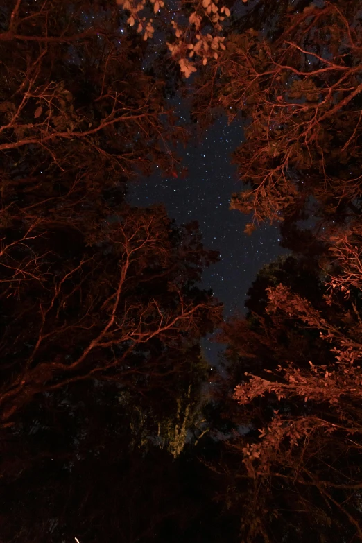 a forest filled with lots of trees under a night sky, by Jessie Algie, red woods canopy, southern cross, low quality photo, cinematic shot ar 9:16 -n 6 -g