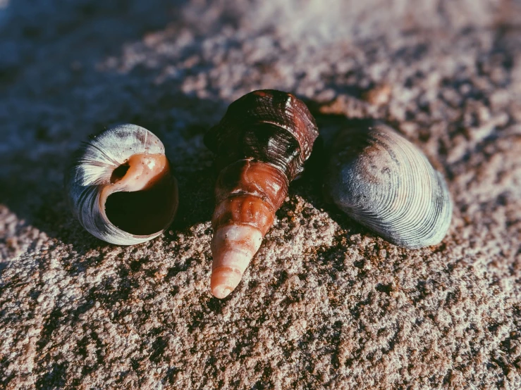 a couple of shells sitting on top of a sandy beach, a macro photograph, unsplash, 🦩🪐🐞👩🏻🦳, worms, 90s photo