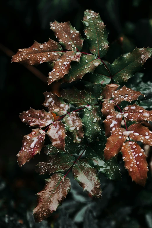 a close up of a plant with water droplets on it, a photo, inspired by Elsa Bleda, trending on pexels, oak leaves, thumbnail, multi chromatic, made of leaves