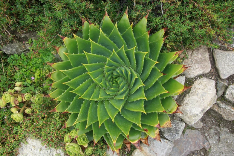 a green plant sitting on top of a pile of rocks, inspired by Andy Goldsworthy, flickr, land art, spiky skin, fractal sacred geometry, concentric circles, photo pinterest