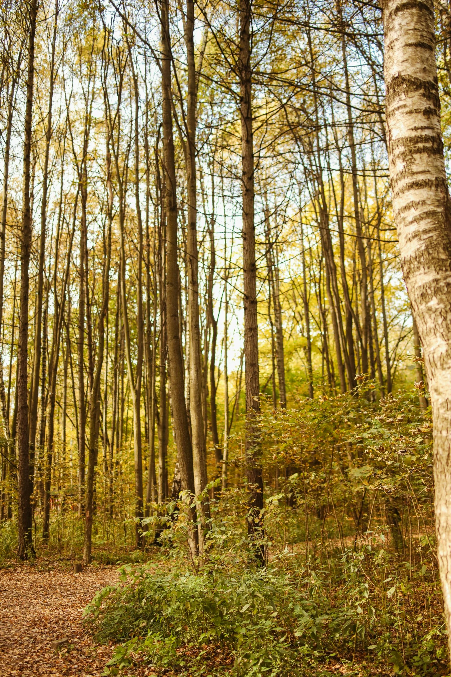 a forest filled with lots of tall trees, shades of gold display naturally, in serene forest setting, sunlit, ((trees))