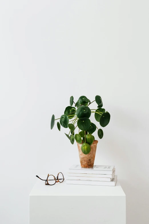 a potted plant sitting on top of a stack of books, inspired by Eero Snellman, in a white boho style studio, clover, flat lay, at checkout