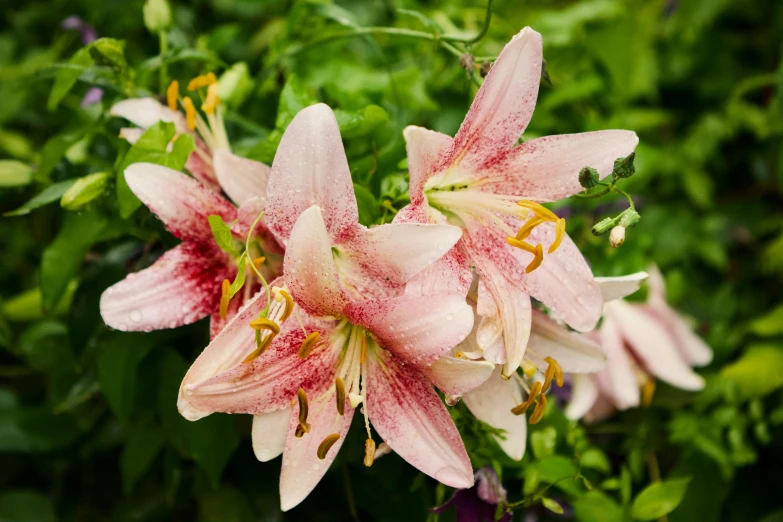 a bunch of pink flowers sitting on top of a lush green field, lily flower, speckled, highly polished, arabella mistsplitter