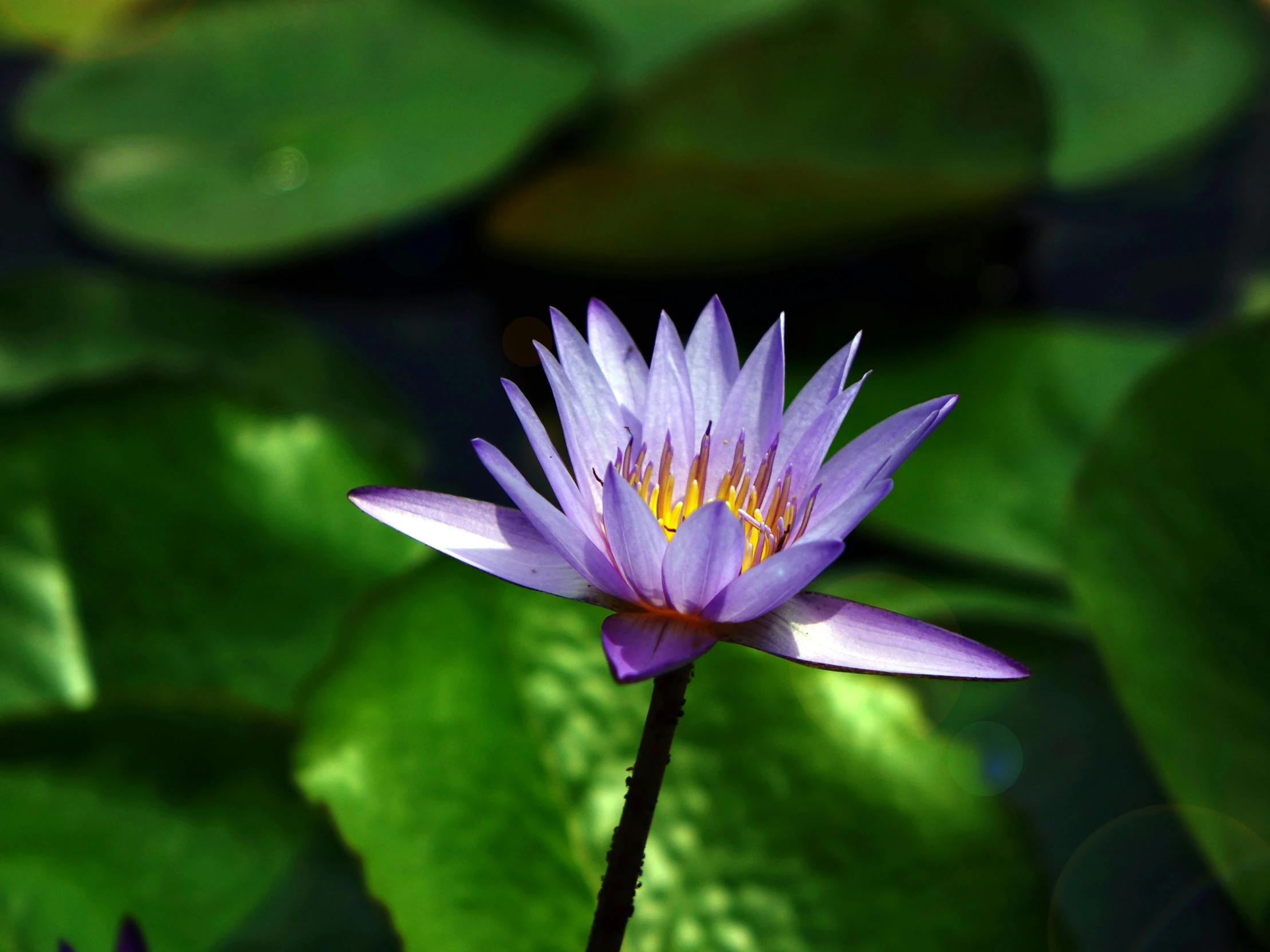 a purple flower sitting on top of a green leaf covered field, by Carey Morris, pexels, hurufiyya, nymphaea, sukhasana, actual photo, on display