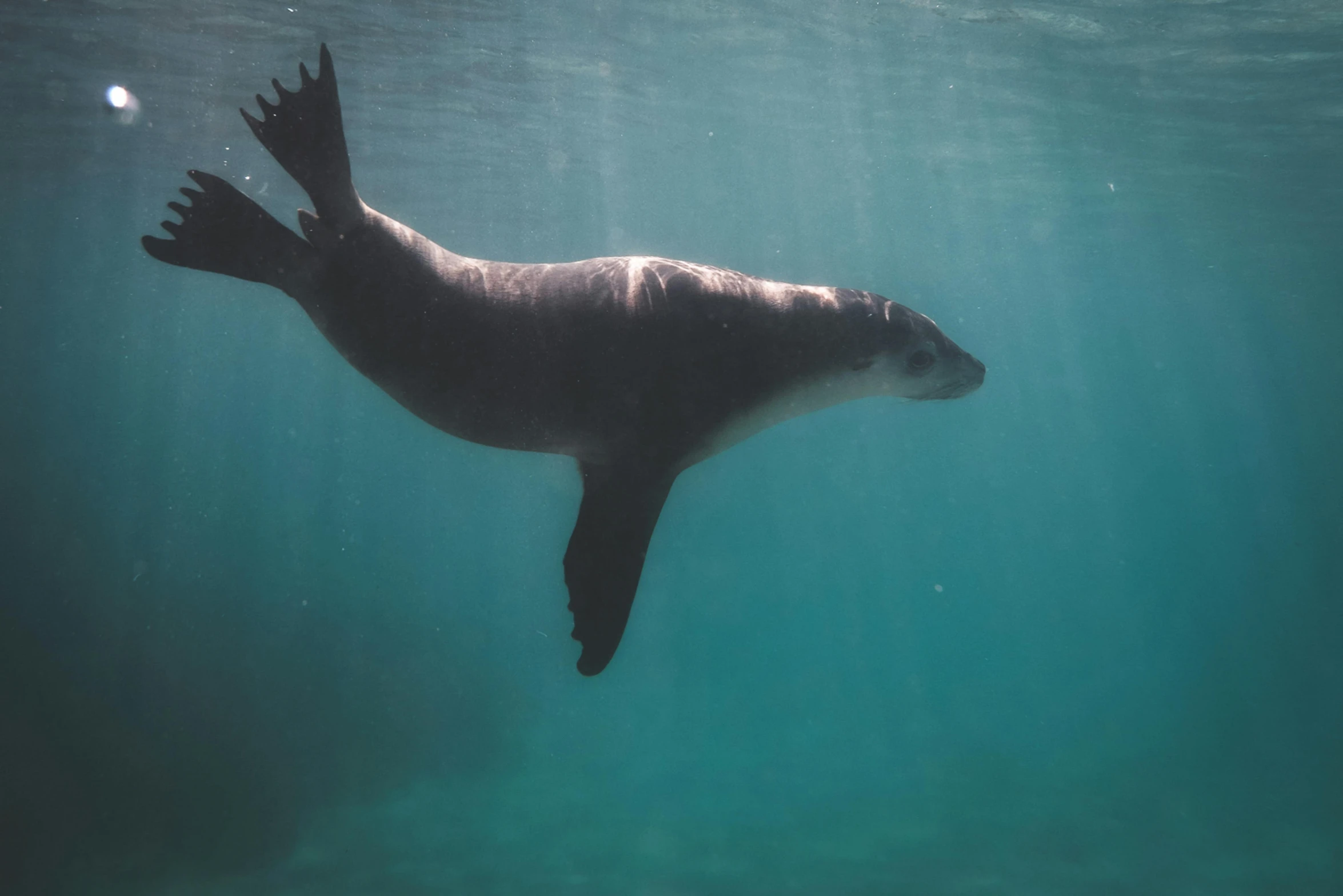 a seal swimming under the water in the ocean, pexels contest winner, hurufiyya, standing sideways, regal pose, amanda lilleston, a portal to the depths