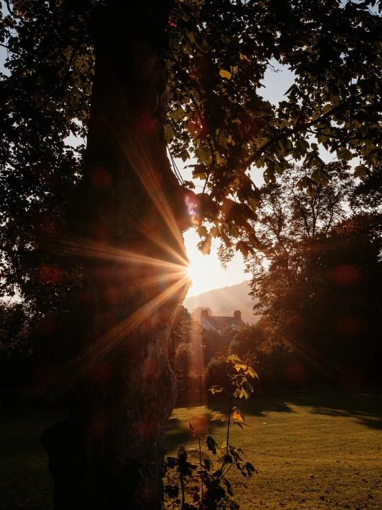 the sun shines through the branches of a tree, pexels contest winner, delightful surroundings, opening shot, golden hour 8k, multiple stories