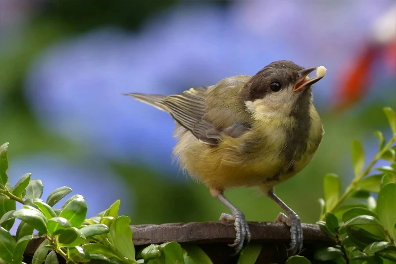 a small bird sitting on top of a tree branch, by Peter Churcher, pixabay contest winner, mingei, eating outside, young female, yellow, garrulus glandarius