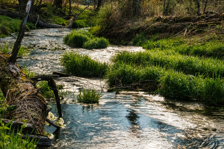 a stream running through a lush green forest, a picture, by Arnie Swekel, unsplash, environmental art, reed on riverbank, thumbnail, late afternoon, erosion