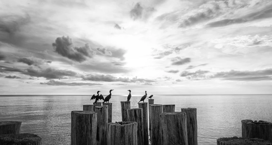 a group of birds sitting on top of wooden posts, a black and white photo, by Colijn de Coter, gazing at the water, fine art print, aleksander rostov, sea