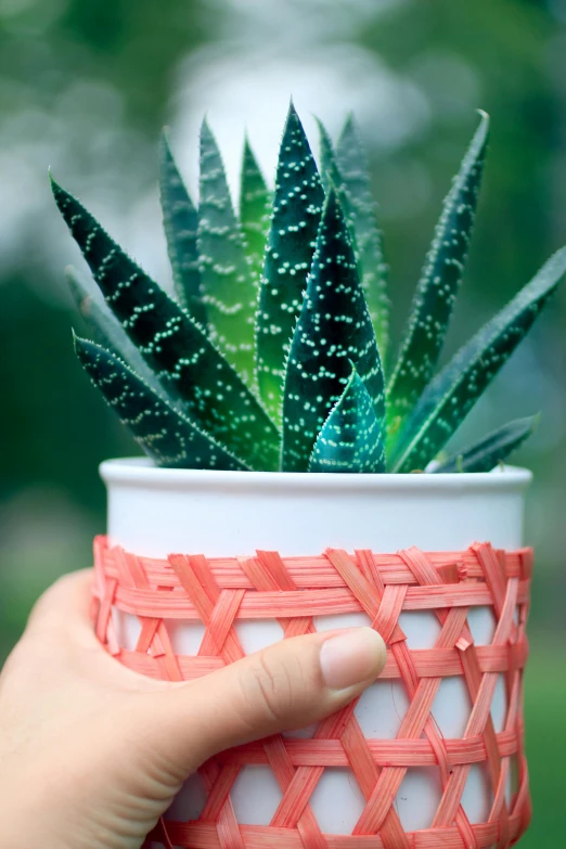 a person holding a pot with a plant in it, fully decorated, webbing, paper cup, up-close