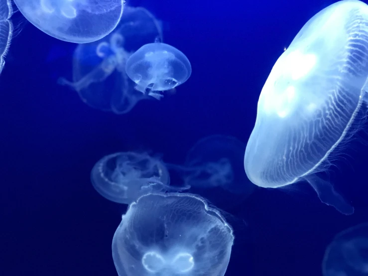 a group of jellyfish swimming next to each other, a digital rendering, pexels, soft blue light, glass domes, subtle vibrancy, barreleye