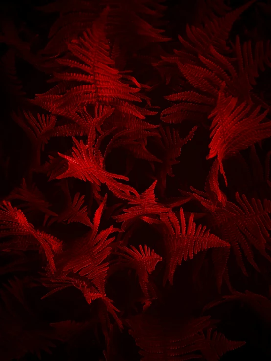 a bunch of red plants in a dark room, inspired by Franz Sedlacek, pexels contest winner, generative art, fern, demur, digital art - n 9, feathers texture overlays