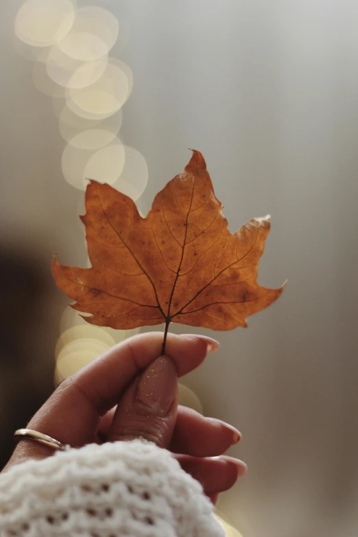 a person holding a leaf in their hand, trending on pexels, light tan, maple syrup highlights, single light, ignant