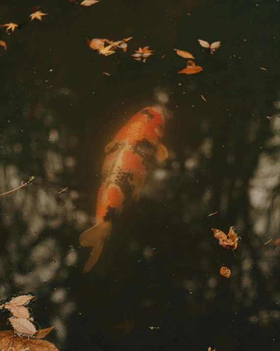 there is a fish that is swimming in the water, a polaroid photo, inspired by Elsa Bleda, unsplash contest winner, autumnal, koi colors, 🦩🪐🐞👩🏻🦳, unsplash 4k