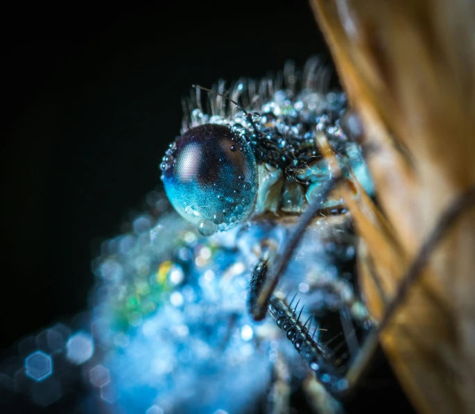 a close up of a bug with water droplets on it, by Adam Marczyński, pexels contest winner, luminescent blue eyes, feathers ) wet, avatar image, encrusted with jewels