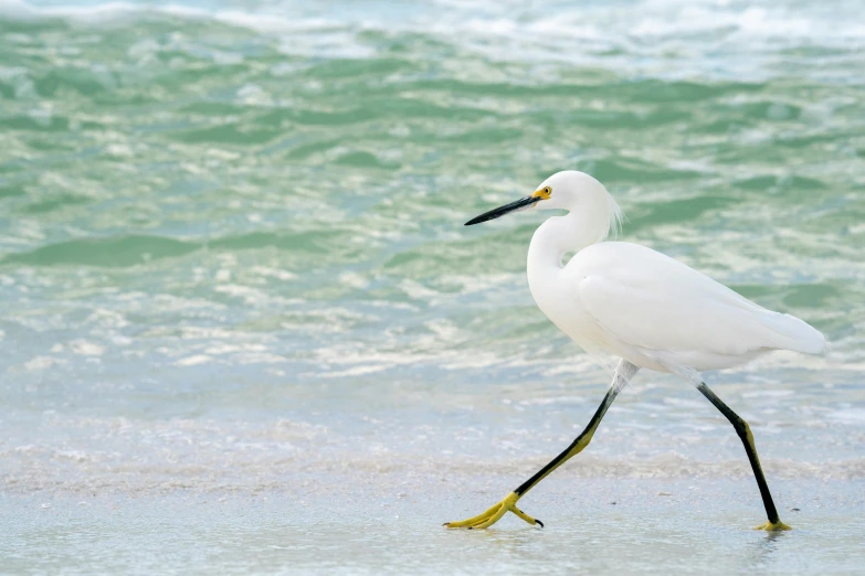 a white bird walking on a beach next to the ocean, the emerald coast, fishing, beaches, honored