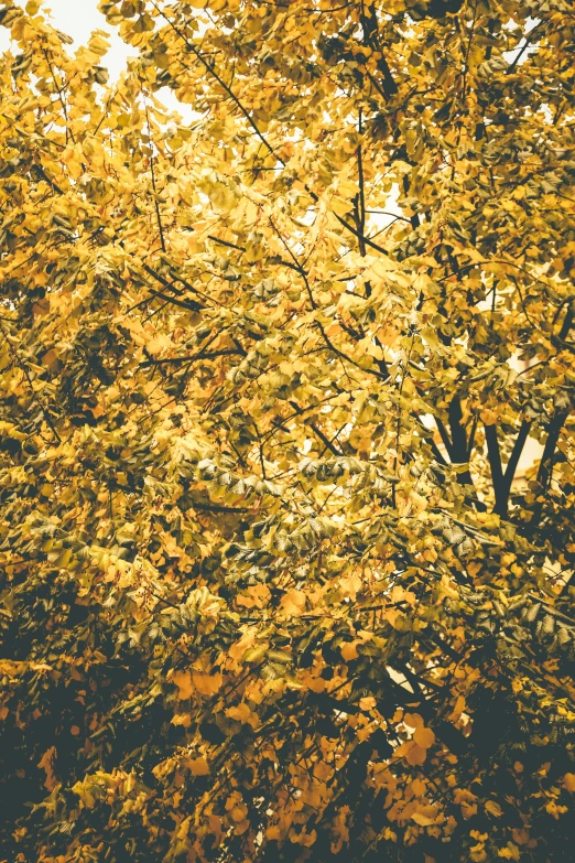 a close up of a tree with yellow leaves, a picture, inspired by Elsa Bleda, unsplash, baroque, ((trees)), vintage color, trees. wide view, full bloom