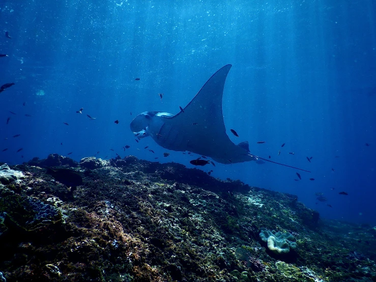 a manta ray swimming over a coral reef, by Carey Morris, pexels contest winner, sumatraism, blue sky, rectangle, back, grey