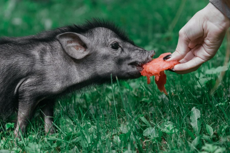 a small pig standing on top of a lush green field, by Adam Marczyński, pexels contest winner, photorealism, she is eating a peach, hand, on a gray background, playing