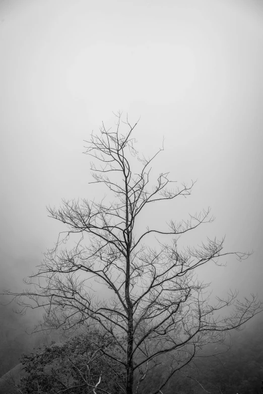 a black and white photo of a tree in the fog, inspired by Jung Park, unsplash, postminimalism, overcast!!!, withered, melancholic!!, shot on sony a 7