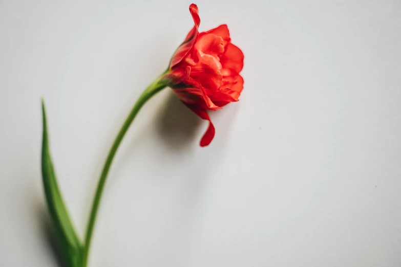 a single red flower on a white surface, pexels contest winner, background image, stems, product shot, beautiful singularities