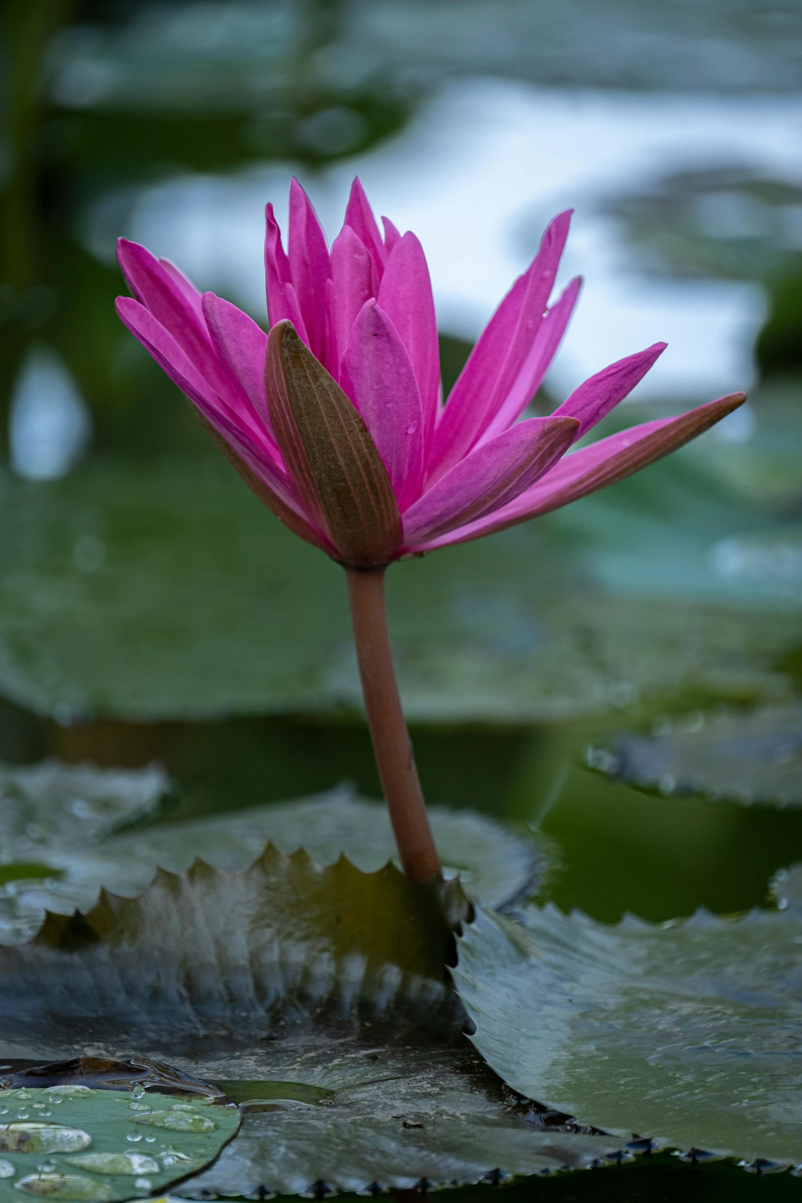 a pink water lily blooming in a pond, a macro photograph, by Reuben Tam, unsplash, paul barson, laos, bromeliads, outside