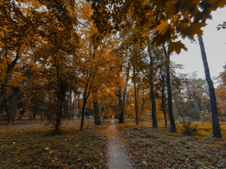 a path surrounded by trees in the fall, by Attila Meszlenyi, pexels contest winner, grey orange, highly detailed photo 4k, thumbnail, ground - level medium shot