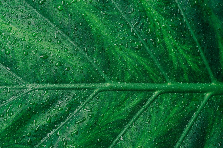 a green leaf with water droplets on it, by Jan Rustem, pixabay, renaissance, highly detailed textured 8k, canopy, green jungle, after the rain