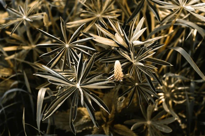 a close up of a plant with lots of leaves, by Arthur Sarkissian, hurufiyya, gold and black metal, archival pigment print, garis edelweiss, pine