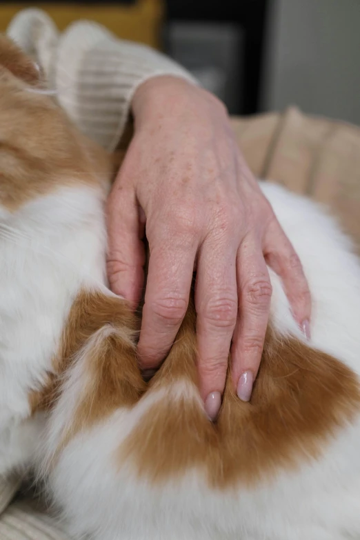 a close up of a person petting a cat, patches of fur, ginger hair and fur, vibrating, cysts